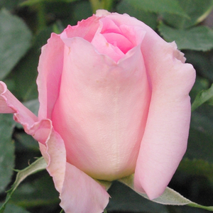 Roz, interiorul petalelor ușor galbene - trandafir teahibrid
